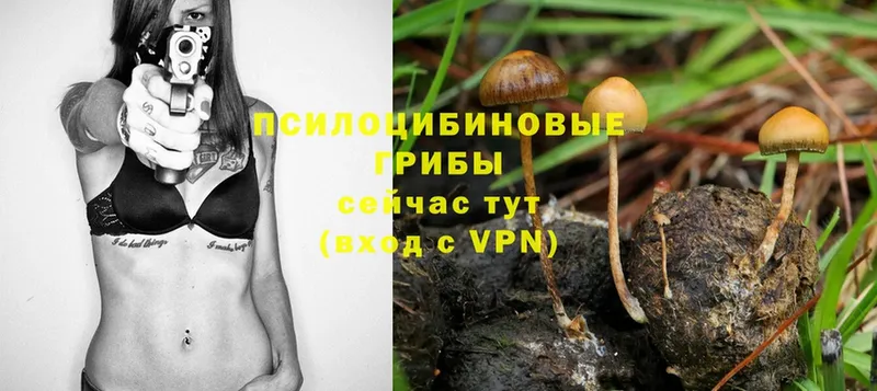 Галлюциногенные грибы ЛСД  где купить наркотик  Белогорск 