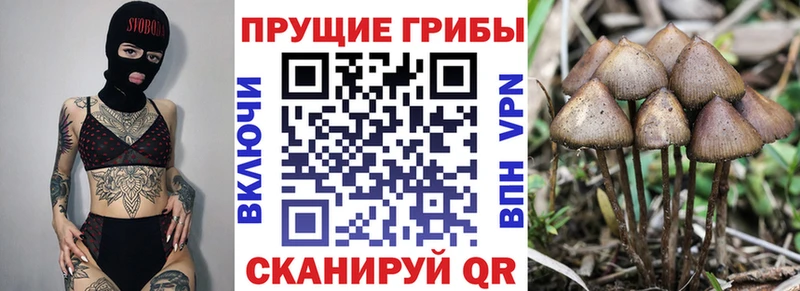 Псилоцибиновые грибы Cubensis  Белогорск 